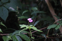 Impatiens macrovexilla