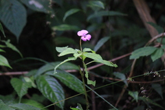 Impatiens macrovexilla