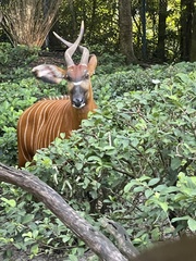 Tragelaphus