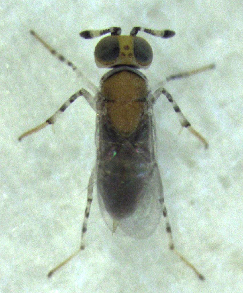 Metaphycus anneckei