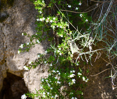 Arcytophyllum thymifolium