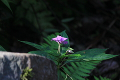 Impatiens macrovexilla