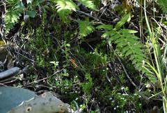 Arcytophyllum thymifolium