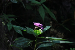 Impatiens macrovexilla