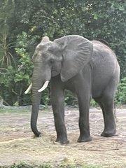 Elephantidae