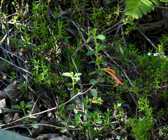 Clinopodium tomentosum