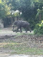 Elephantidae