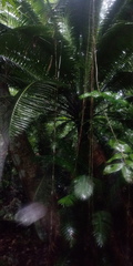 Dioon spinulosum