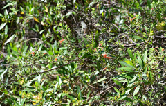 Clinopodium tomentosum