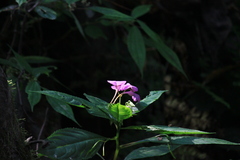 Impatiens macrovexilla