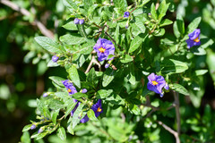 Lycianthes lycioides