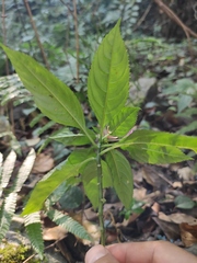 Impatiens macrovexilla