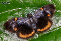 Charidia lucaria