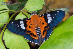 Myscelus pardalina