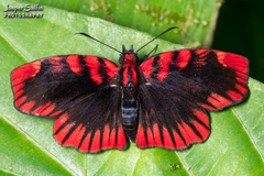 Haemactis sanguinalis