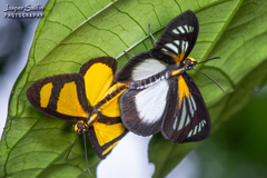 Cabirus procas