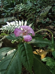 Impatiens macrovexilla