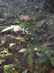 Impatiens macrovexilla