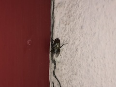 Polleniidae