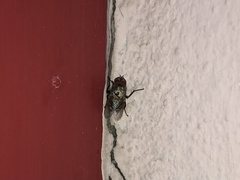Polleniidae