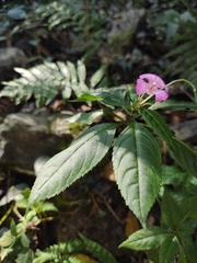 Impatiens macrovexilla