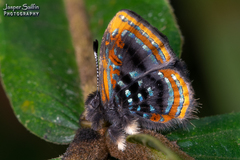 Sarota lasciva