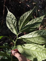 Elatostema stewardii