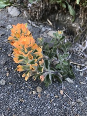 Castilleja mendocinensis