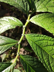 Elatostema stewardii