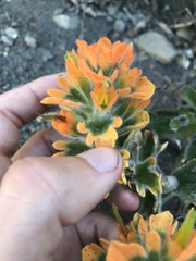 Castilleja mendocinensis