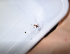 Odontomachus davidsoni