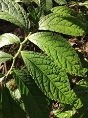 Elatostema stewardii