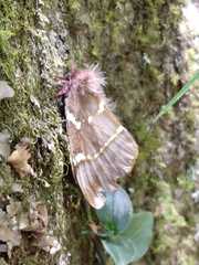 Paradirphia semirosea