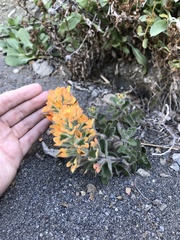 Castilleja mendocinensis