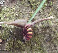 Paradirphia semirosea