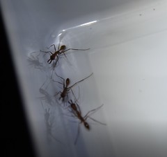 Odontomachus davidsoni