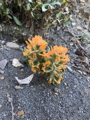 Castilleja mendocinensis
