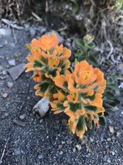 Castilleja mendocinensis