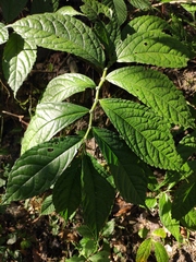 Elatostema stewardii
