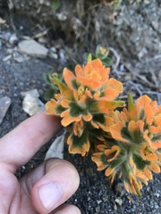 Castilleja mendocinensis
