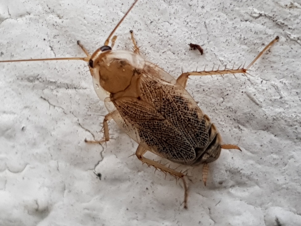 Variable Cockroach