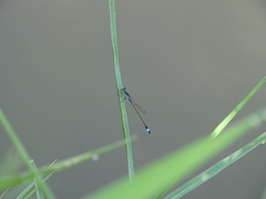 Ischnura senegalensis