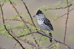 Thamnophilus doliatus capistratus