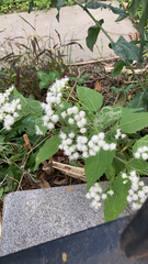 Ageratina altissima