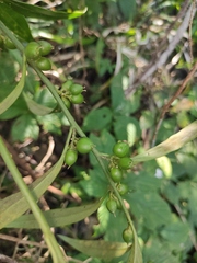 Sarcococca longipetiolata