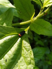 Phymatostetha deschampsi