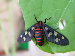 Amata passalis