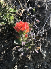 Castilleja mendocinensis