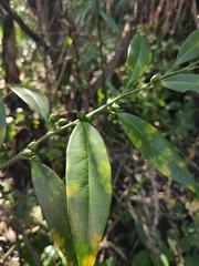 Sarcococca longipetiolata