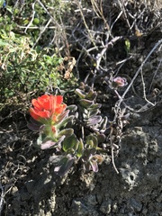 Castilleja mendocinensis